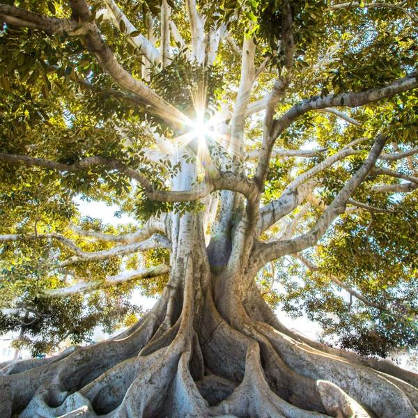 Quelle: jeremy-bishop auf unsplash alter Baum mit zahlreichen Wurzeln